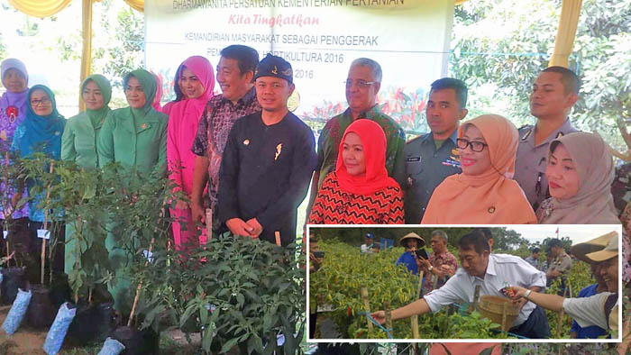 Dirjen Hortikultura Dorong `Urban Farming`, Keluarga Penuhi Kebutuhan Cabai dari Pekarangan